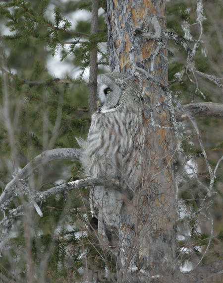 Just like a part of the tree