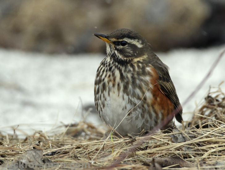 Redwing