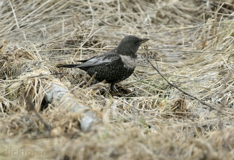 ... and Ring Ouzel