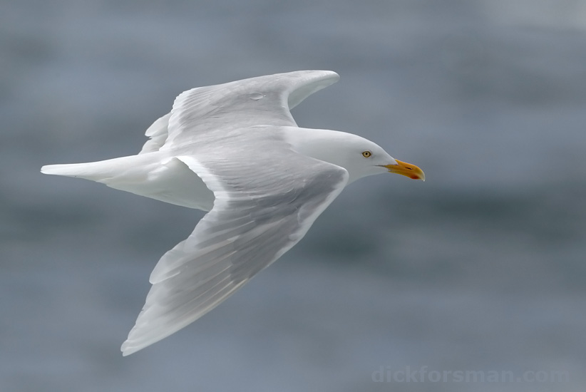 Adult Glaucous Gull Larus hyperboreus. Off Bear Island, Jul 8th, 2012