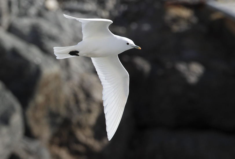 Adult Ivory Gull Pagophila eburnea flying around our boat in Ny-Ålesund harbour, Jul 9th, 2012.