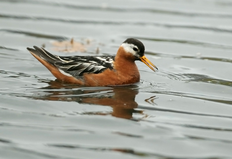 Female Red (Grey) Phalarope Phalaropus fulicarius. Longyearbyen, Jul 11th, 2012.