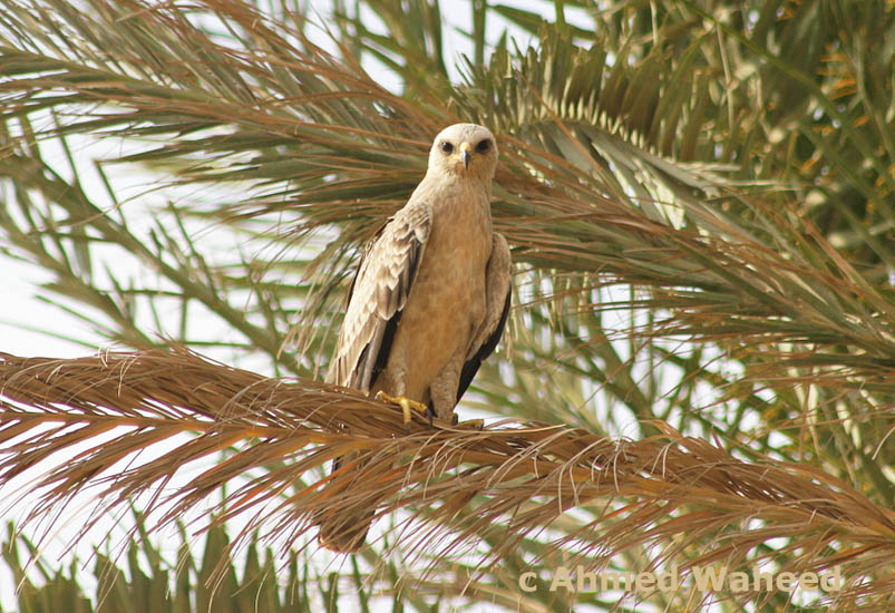 young Wahlberg's Eagle in Eastern Desert, Egypt, 3rd of May 2013