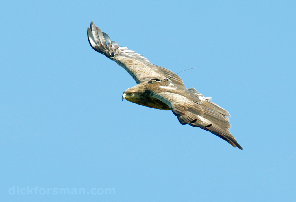 female lesser spotted eagle with transmitter, Estonia, 4th of May 2015