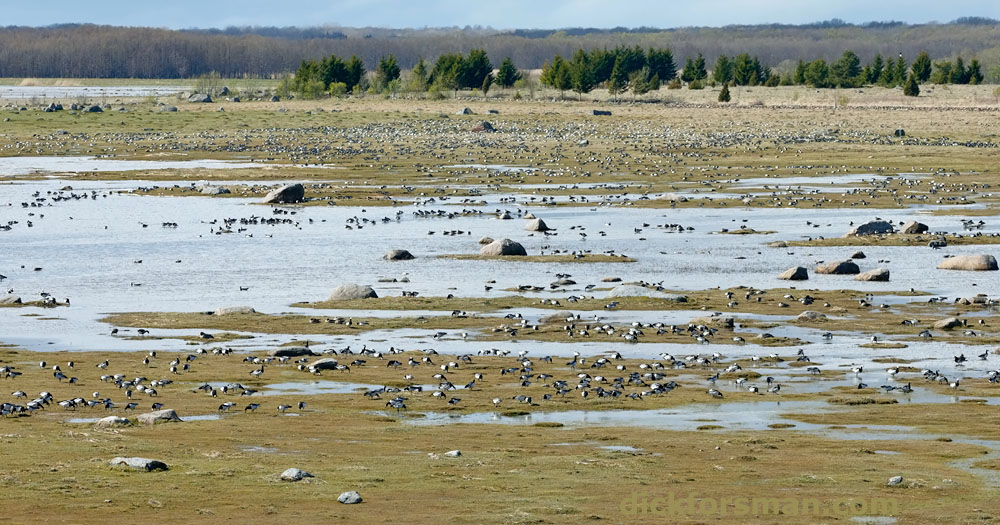 part of the flock of 10 000 barnacle geese at Matsalu Bay