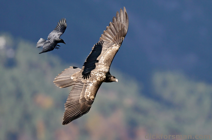 A young Lammergeier of this season is being harassed by a Carrion Crow 
