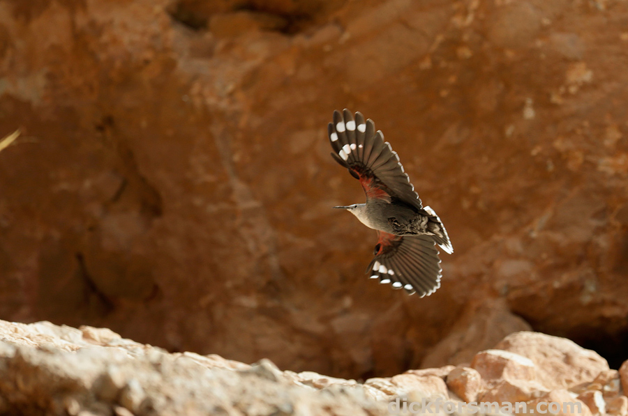 The Wallcreeper, a stunning creature, but so difficult to capture!